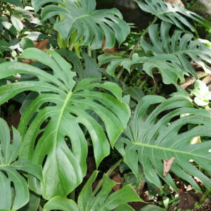 Planten